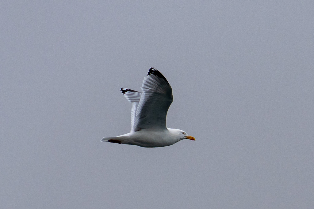Photography by Chris Allington